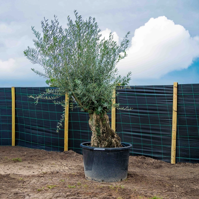 Olivenbaum 'Bonsai' #2