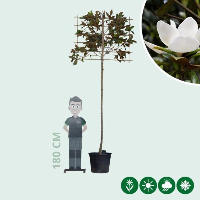Magnolie grandiflora als Spalier