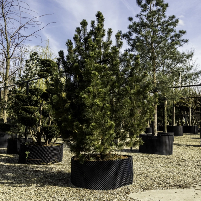 Bosnische Kiefer #117