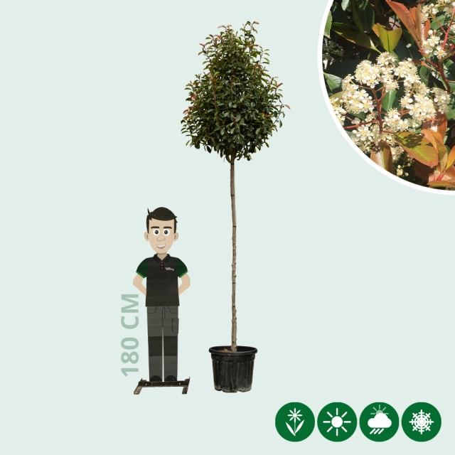 Glanzmispel baumförmig