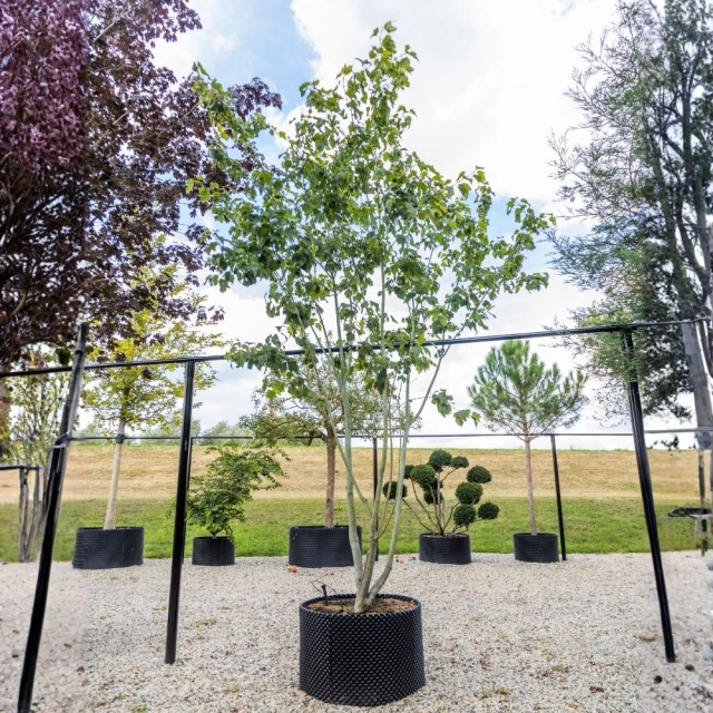 Rotnerviger Schlangenhaut-Ahorn #109