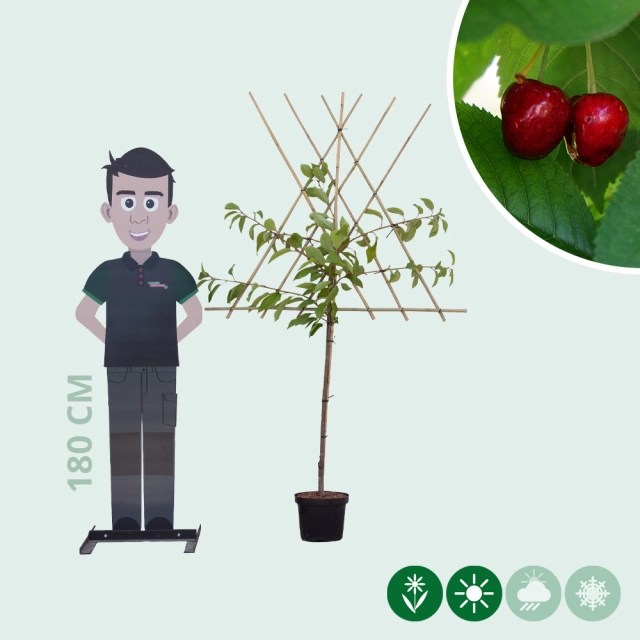 Prunus a. 'Stella' als Spalier