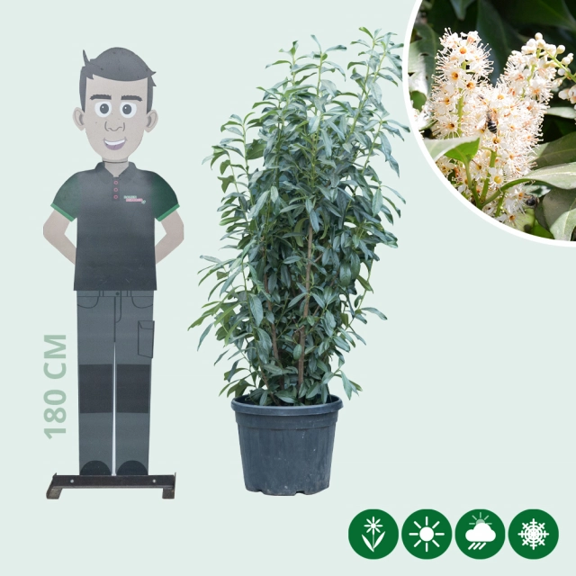 Kirschlorbeerhecke 'Genolia' 150 cm
