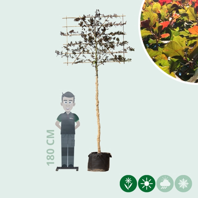 Blutbuche als Spalier