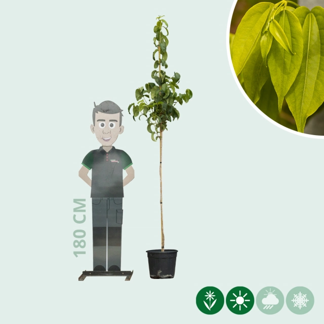 Sieben Söhne des Himmels 200 cm