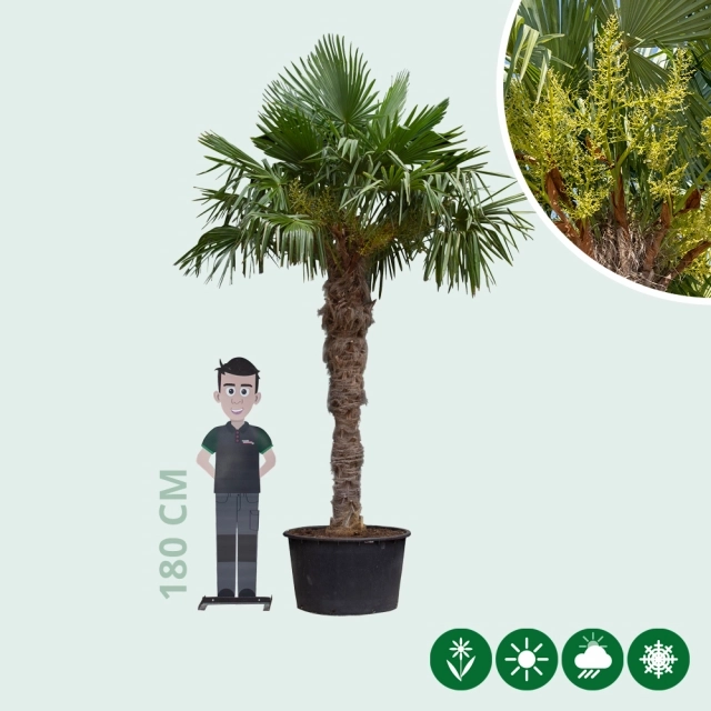 Chinesische Hanfpalme 180 cm Stammhöhe