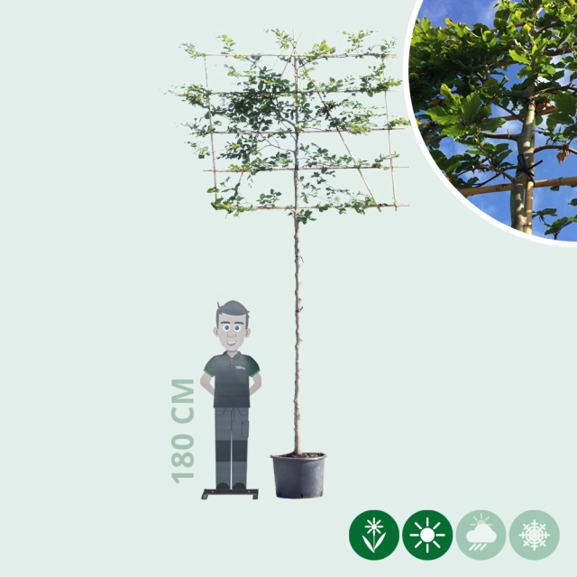 Rotbuche als Spalier