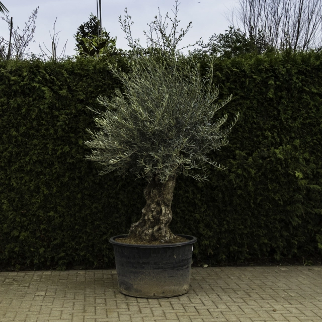 Olivenbaum 'Bonsai' #96