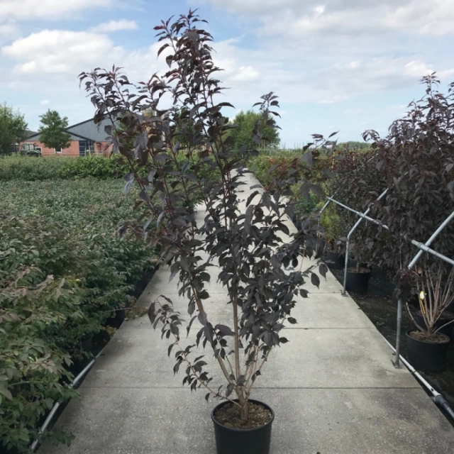 Japanische Blütenkirsche Royal Burgundy Solitär