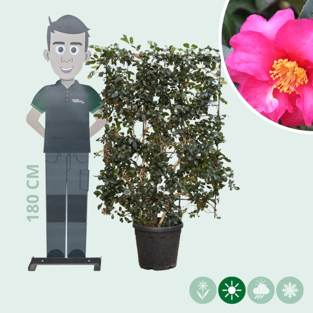 Camelia sasanqua Heckenelement