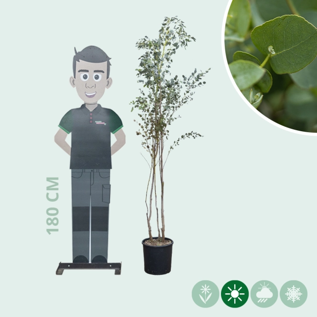 Eukalyptus mehrstämmig