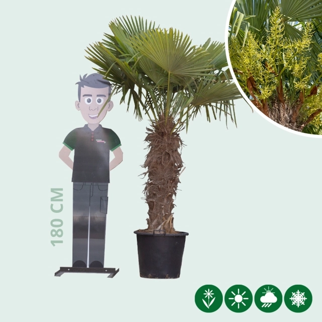 Chinesische Hanfpalme 80 cm Stammhöhe