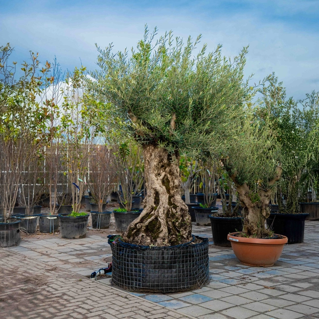 Olivenbaum 'Bonsai' #1