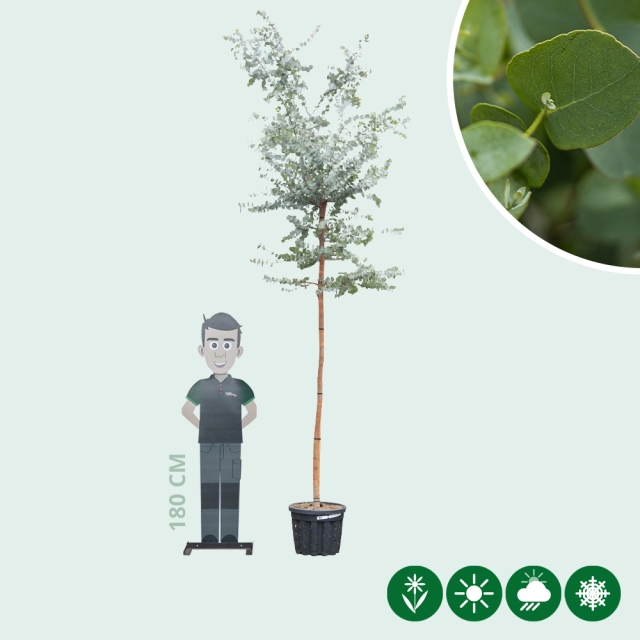 Mostgummi-Eukalyptus