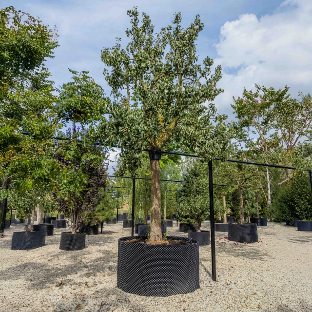 Birnbaum Conference #1