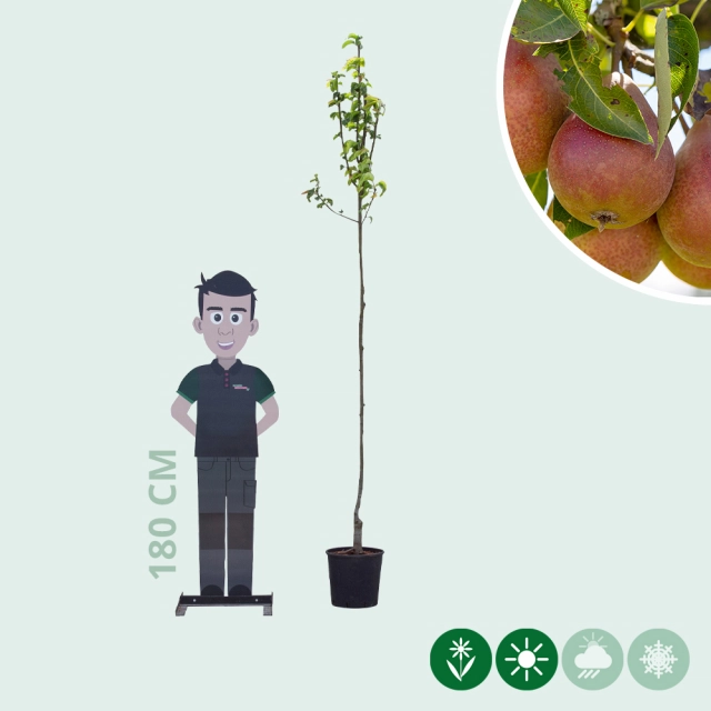 Pyrus c. 'Bonne Louise d'Avranches'