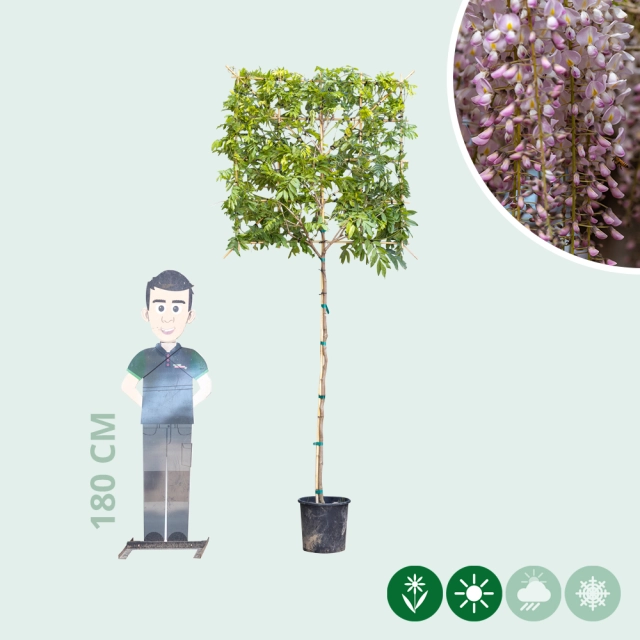 Rosaregen Rosea als Spalier