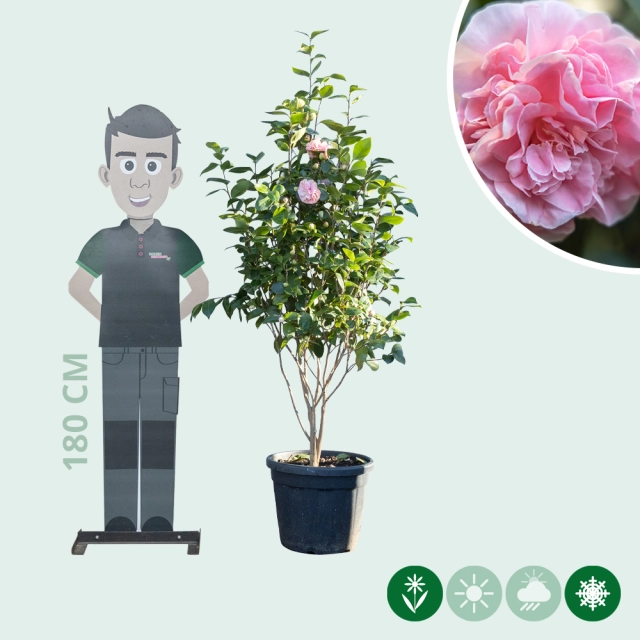Camellia rosa mehrstämmig