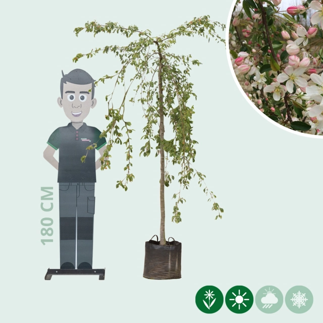Grüner Hänge-Zierapfel