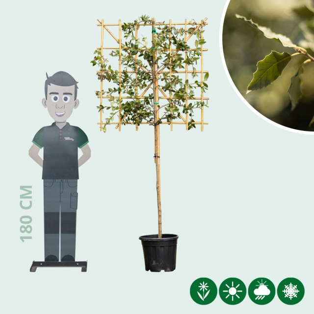 Steineiche als Spalier 100 cm