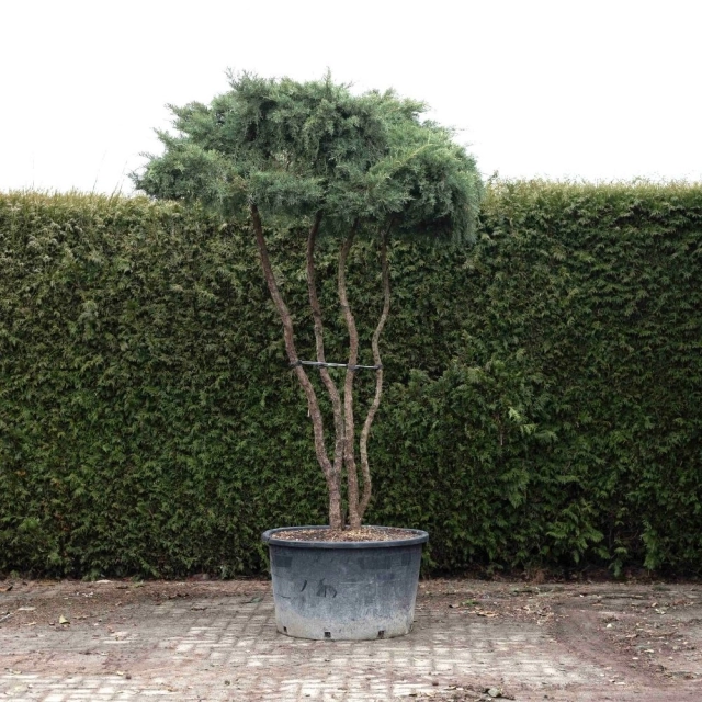 Wacholderbaum #66