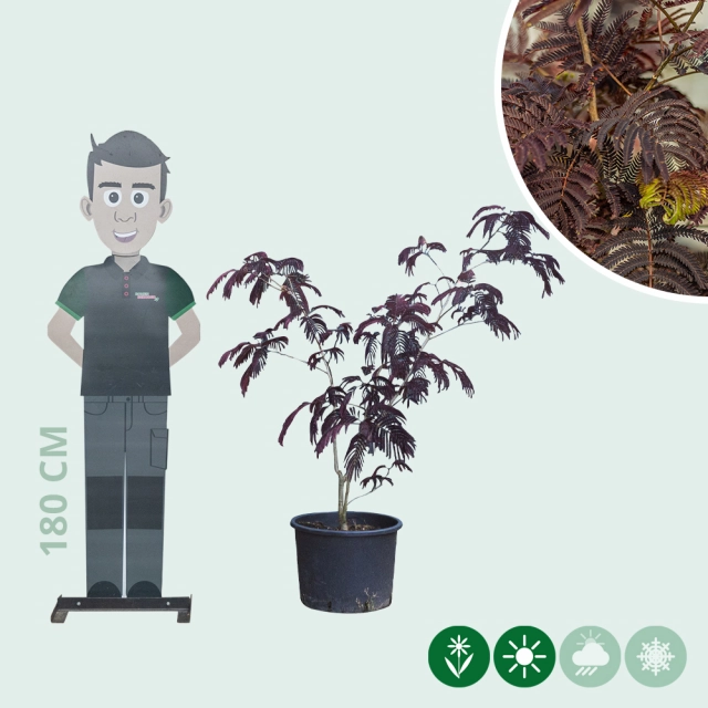 Roter Persischer Schlafbaum Solitär