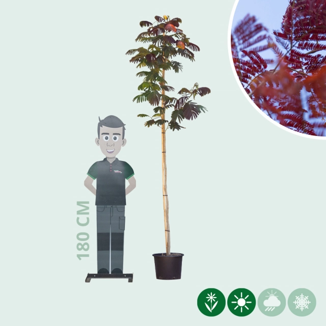 Roter Persischer Schlafbaum