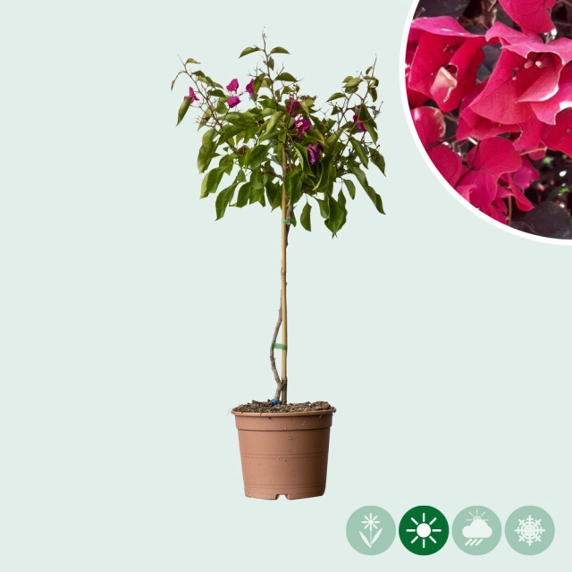 Bougainvillea glabra 'Alexandra' mit Stamm