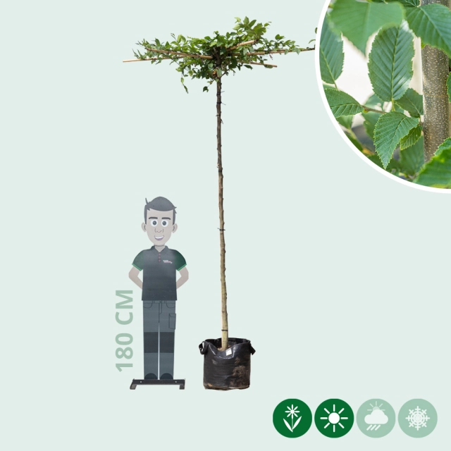 Dach-Hainbuche in Kreuzform