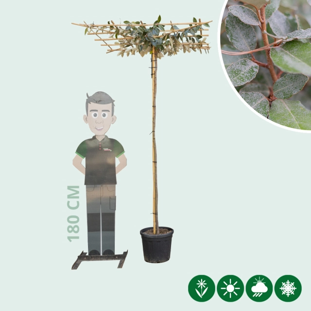 Dach-Ölweide 200-220cm Stammhohe