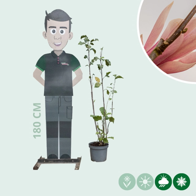 Magnolie 'Heaven Scent' Busch