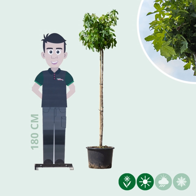 Amberbaum kugelförmig