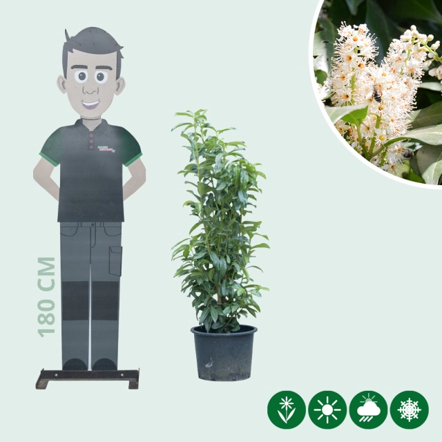 Kirschlorbeerhecke 'Genolia' 100 cm
