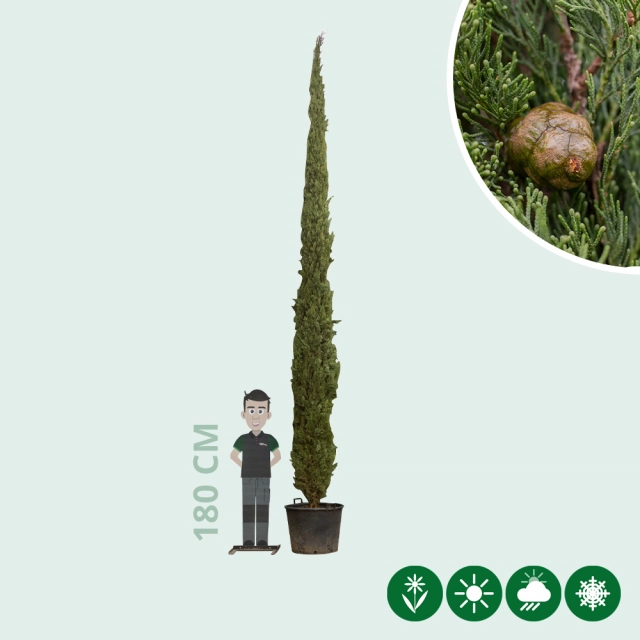 Italienische Zypresse