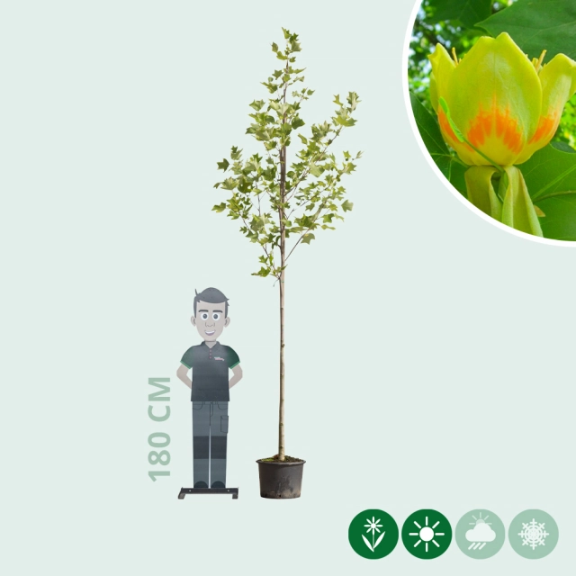 Tulpenbaum