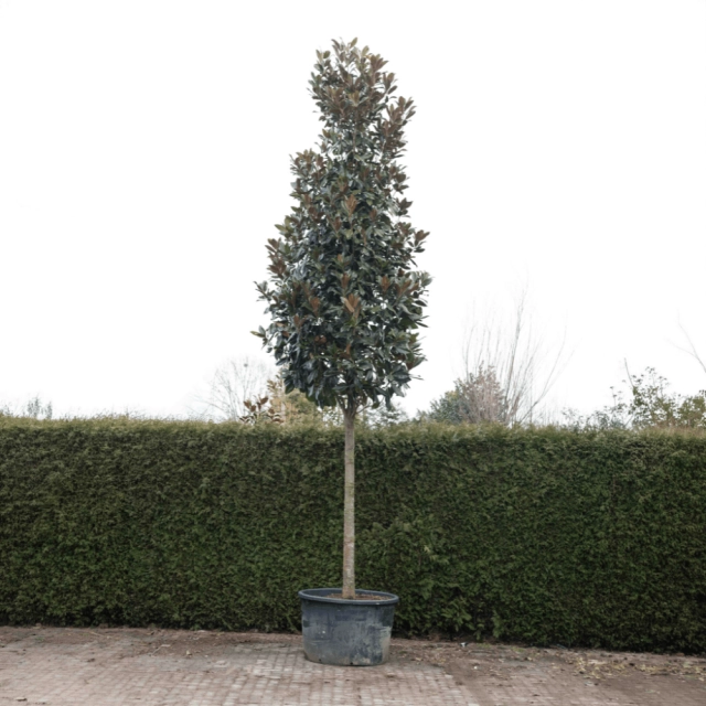 Magnolie grandiflora #68