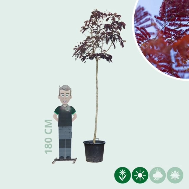 Roter Persischer Schlafbaum