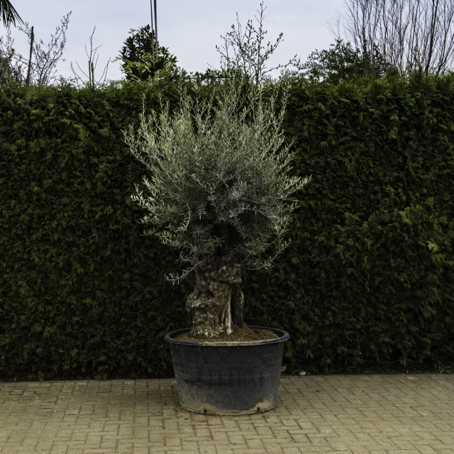 Olivenbaum 'Bonsai' #94