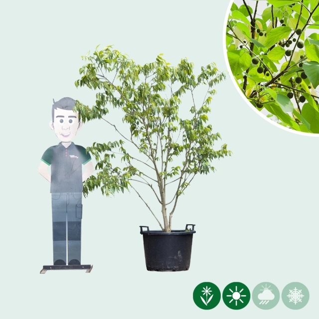 Europäischer Zürgelbaum mehrstämmig