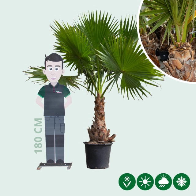 Mexikanische Washingtonpalme