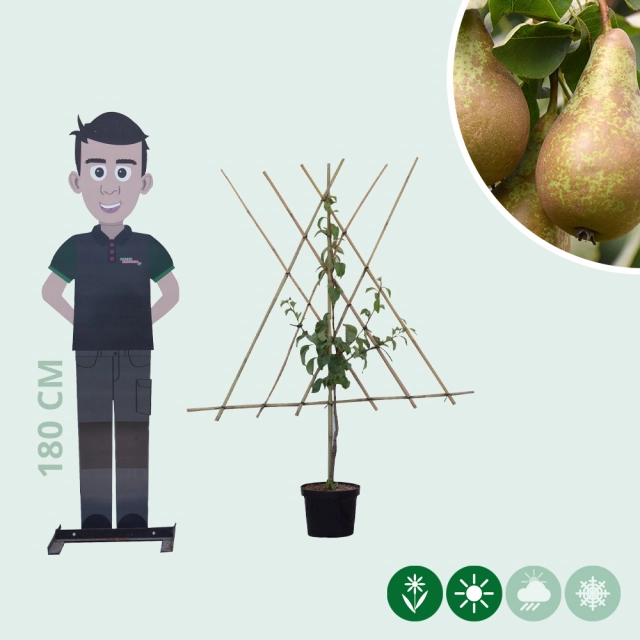 Pyrus C. Conference als Spalier