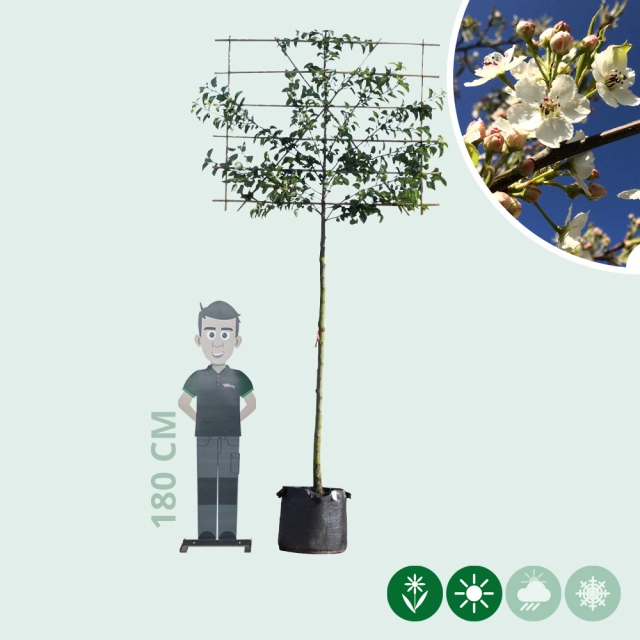 Zierbirne als Spalier