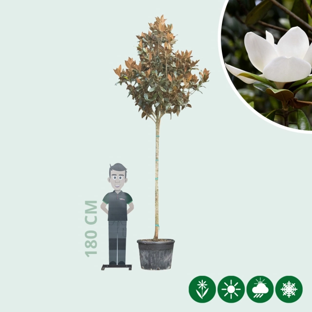 Magnolie grandiflora