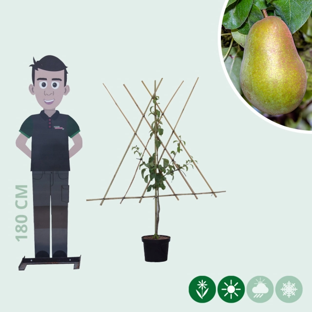Pyrus c. 'Triomphe de Vienne' als Spalier