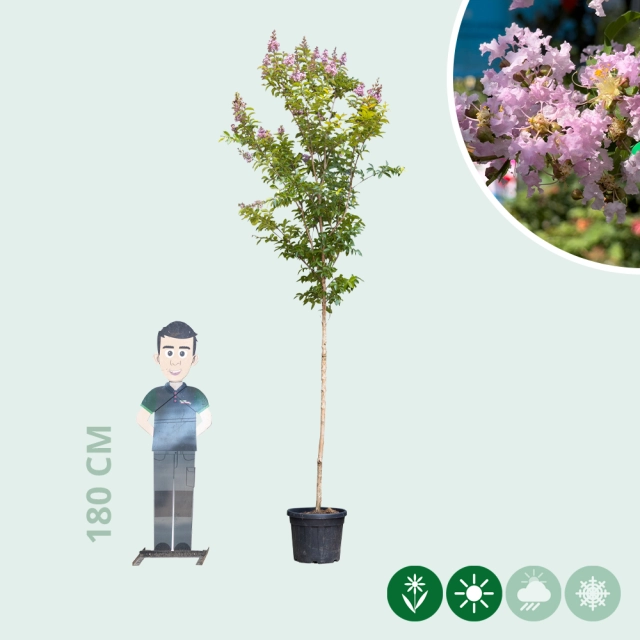 Chinesische Kräuselmyrte 'Muskogee'