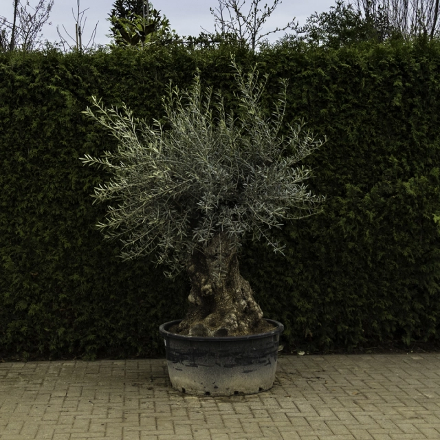 Olivenbaum 'Bonsai' #88