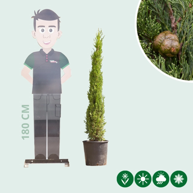 Italienische Zypresse