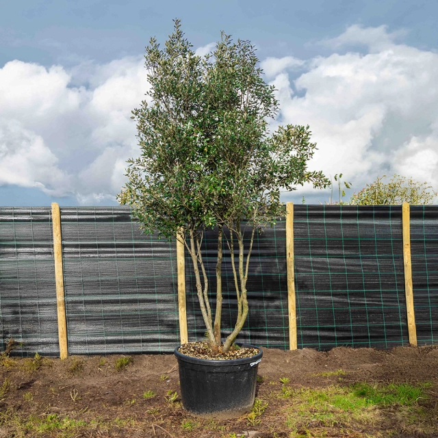 Mehrstämmige Steineiche ausgewachsen #59