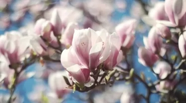 Der schönsten Frühlingsblüher von Baumieferservice.de