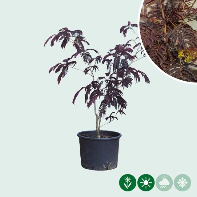 Roter Persischer Schlafbaum Solitär